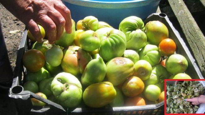 Рецепт маринованных зеленых помидоров