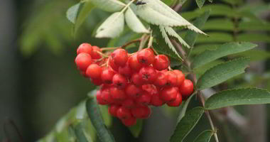 Рецепт Готовима повидло из рябины