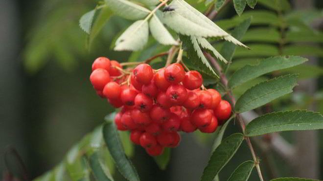 Рецепт готовима повидло из рябины