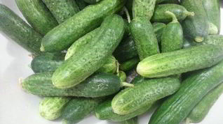 Рецепт Хрустящих малосольных огурцов