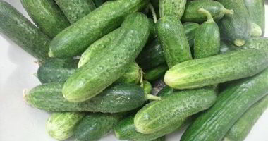 Рецепт Хрустящих малосольных огурцов