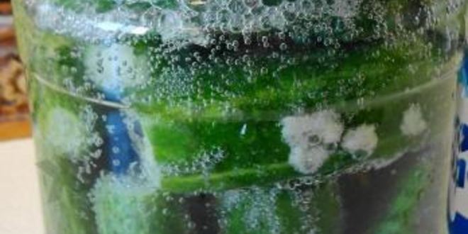Рецепт малосольных огурцов на минеральной воде