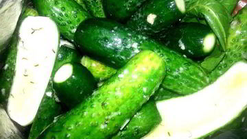 Рецепт Малосольных огурцов всухую