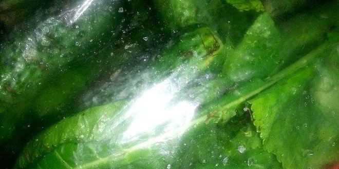 Рецепт малосольных огурцов всухую