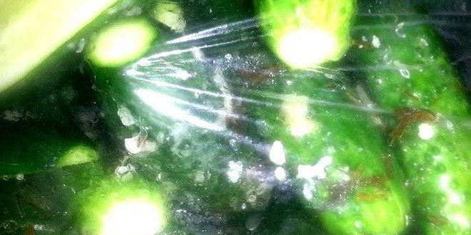 Рецепт малосольных огурцов всухую