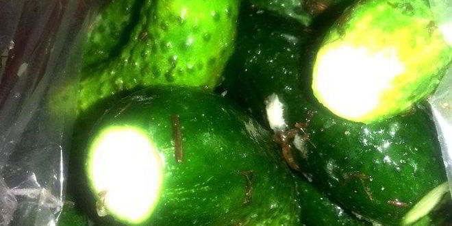 Рецепт малосольных огурцов всухую