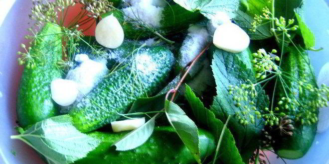 Рецепт малосольных огурцов всухую