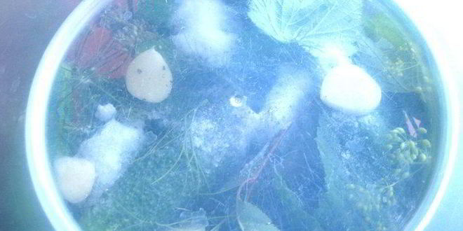 Рецепт малосольных огурцов всухую