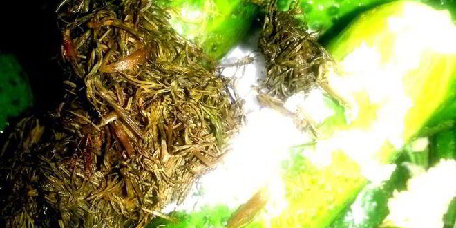 Рецепт малосольных огурцов всухую