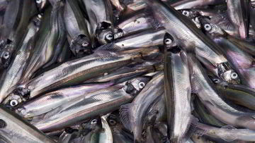 Рецепт Мойвы пряного посола