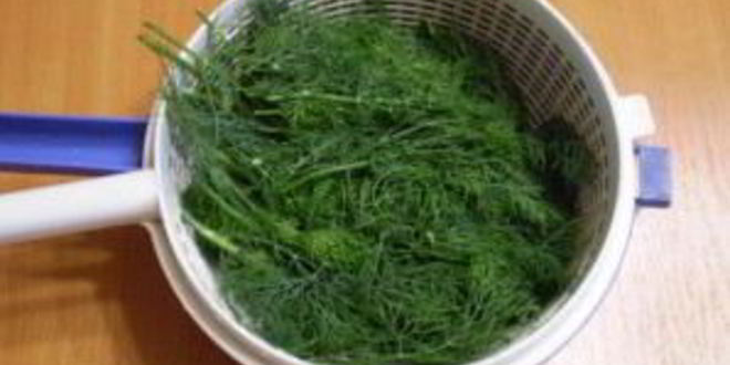 Рецепт укропа на зиму