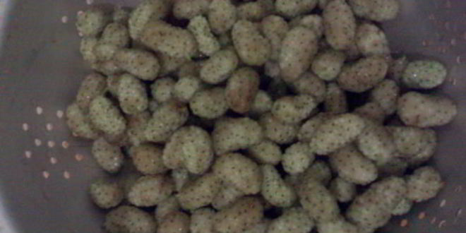 Рецепт варенья из белой шелковицы