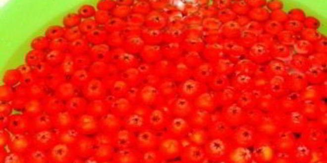 Рецепт варенья из лесной рябины
