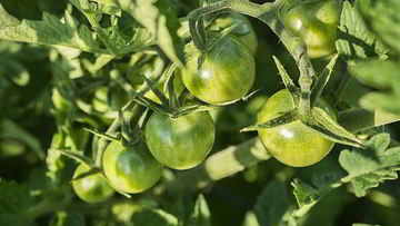 Рецепт Икры из зеленых помидор