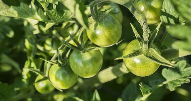 Рецепт Икры из зеленых помидор