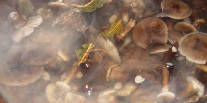 Рецепт консервированной грибной икры