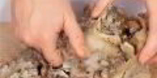 Рецепт холодца с кровавой мэри