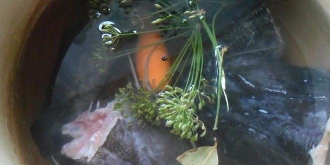 Рецепт студня холодец из рыбы