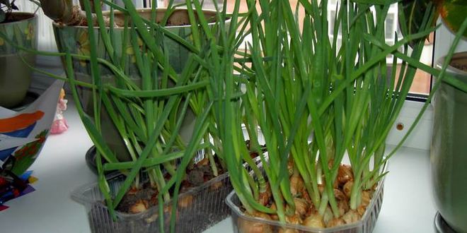 Рецепт омлета с беконом для викингов и их сильных