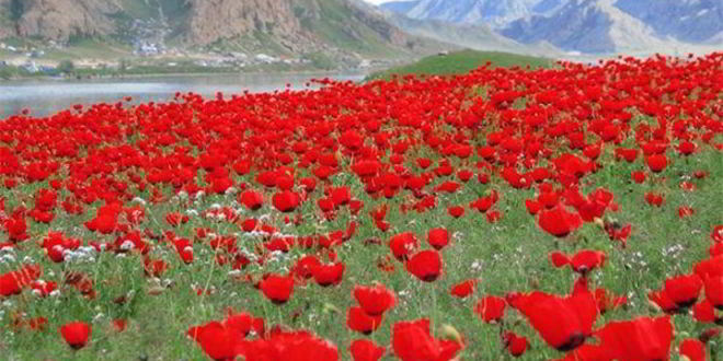 Рецепт самсы по-казахски