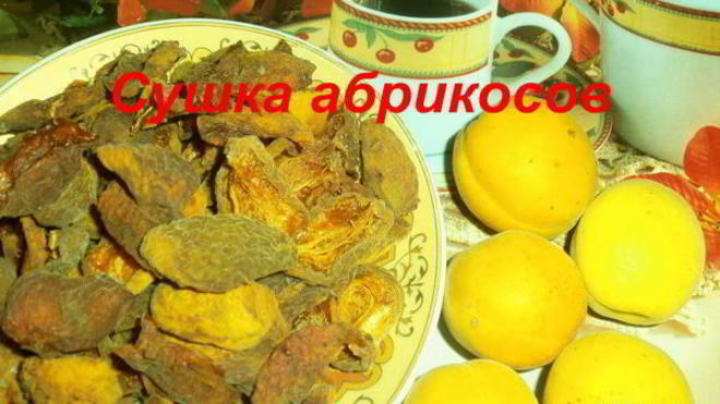 Рецепт сушки абрикосов в электросушилке