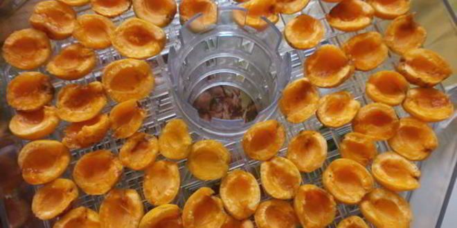 Рецепт сушки абрикосов в электросушилке