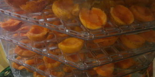 Рецепт сушки абрикосов в электросушилке