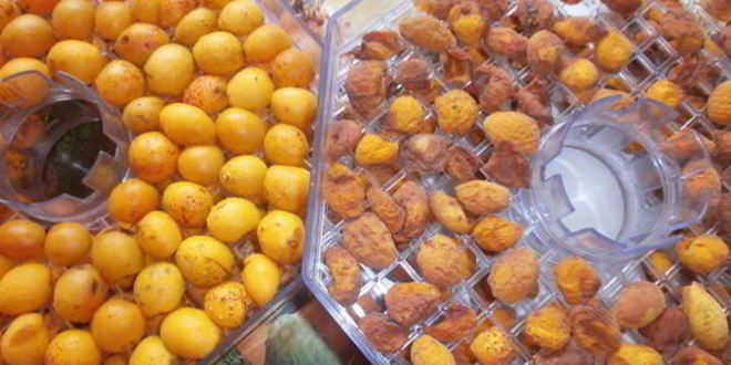 Рецепт сушки абрикосов в электросушилке