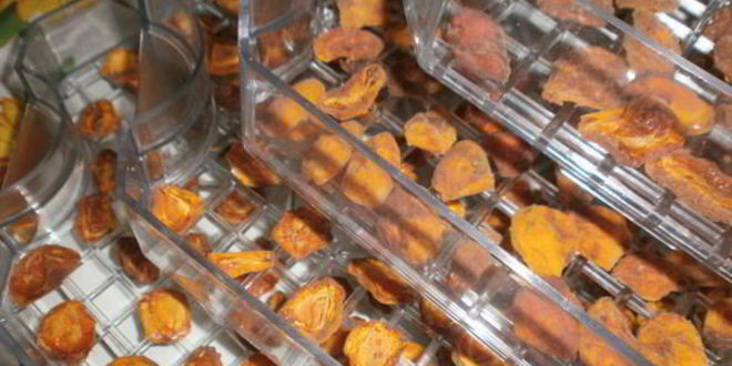 Рецепт сушки абрикосов в электросушилке