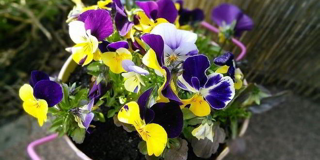 Рецепт тарта с ревенем и сливочным кремом