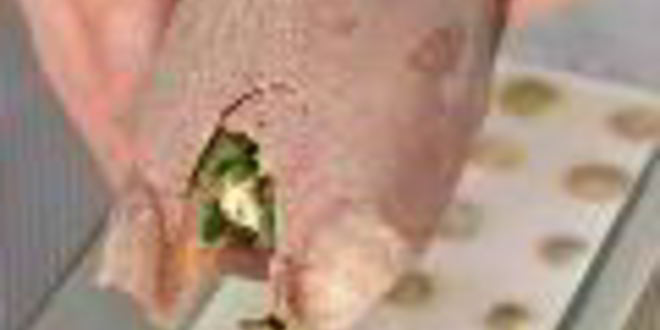 Рецепт заливного из фаршированного языка